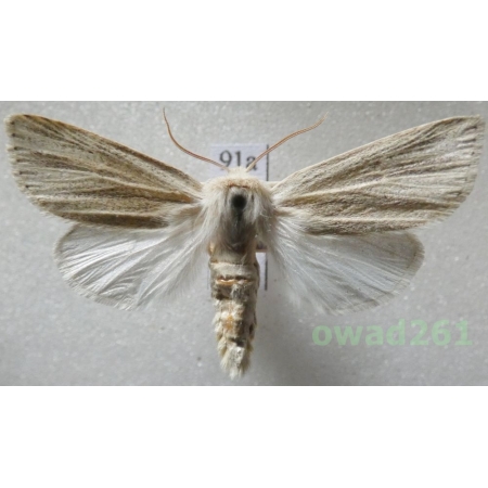 Simyra albovenosa (Goeze, 1781) Czech91a